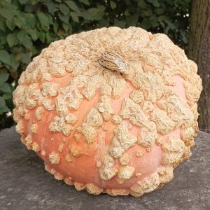 Courge Galeuse d&rsquo;Eysines – 1,200 Kg environ