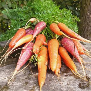 Carottes Botte