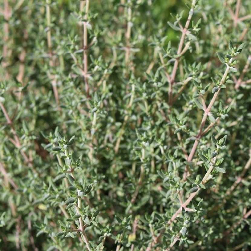 Thym Orange Sec - 25Gr