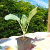 Plant Chou Rave Vert