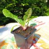 Plant Cote Bette Carde Blanche