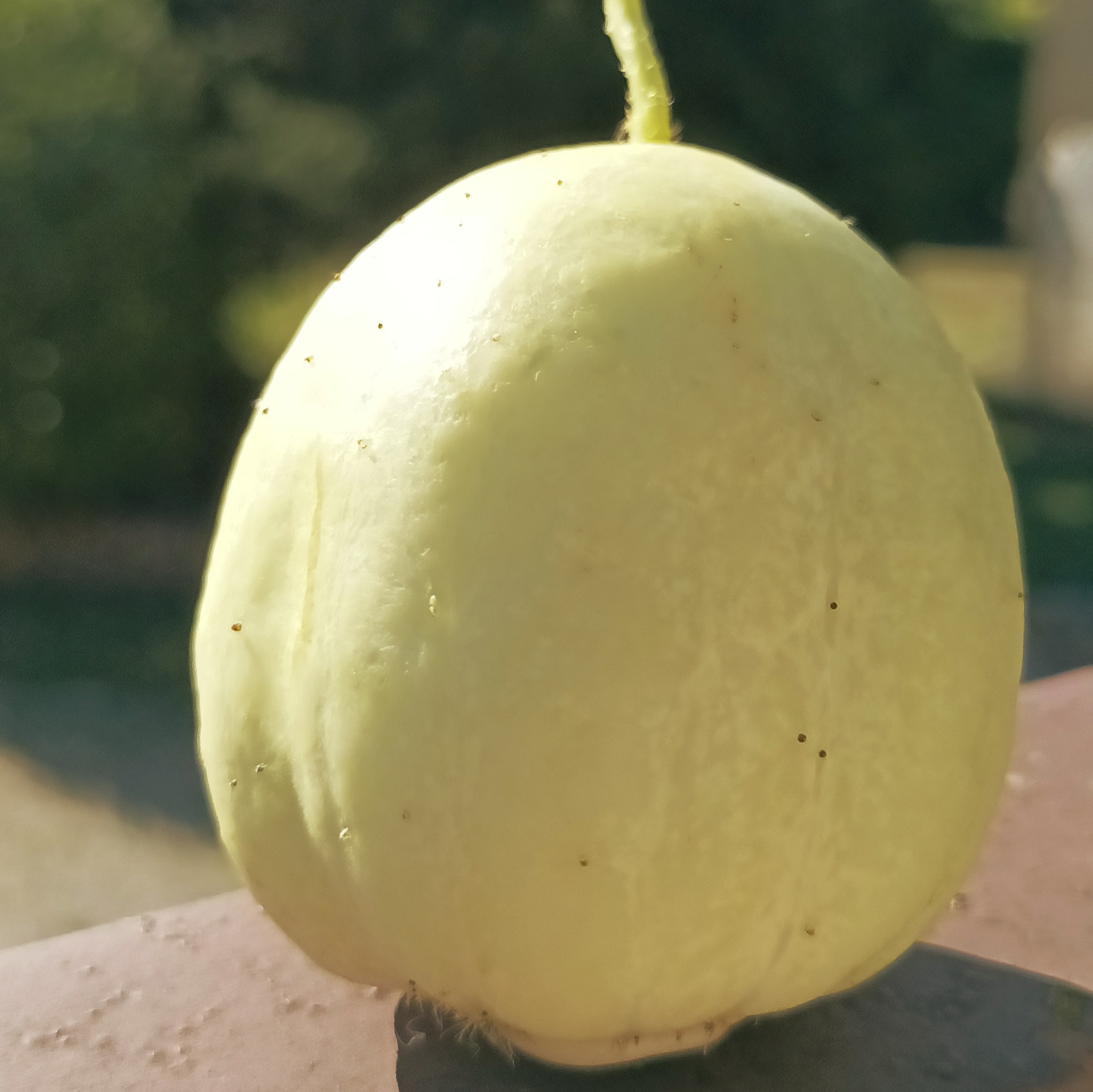 Concombre Citron - 100Gr