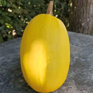 Courge Spaghetti – 0,650Kg