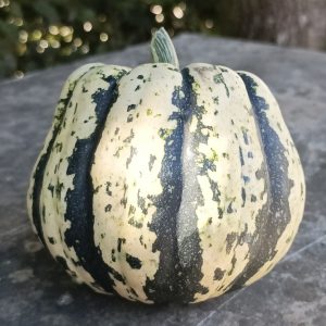 Courge Patidou – 350Gr