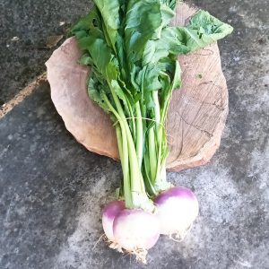 Navets (botte)