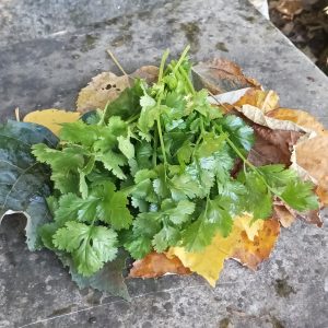 Coriandre – Bouquet