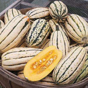Courge Delicata – 500gr environ